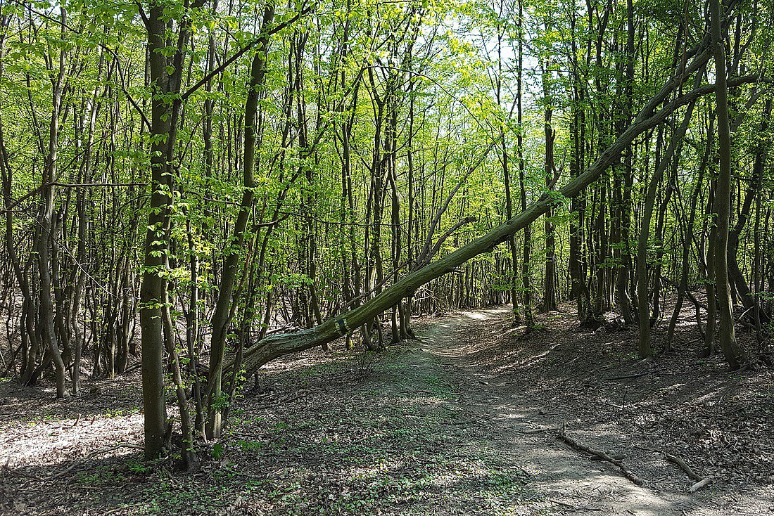 Weg durch einen dichten, grünen Laubwald mit querliegendem Baum.