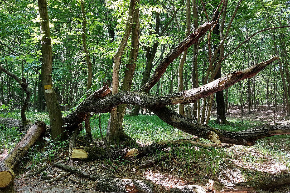 Weg in einem Laubwald mit umgestürzten Baum.