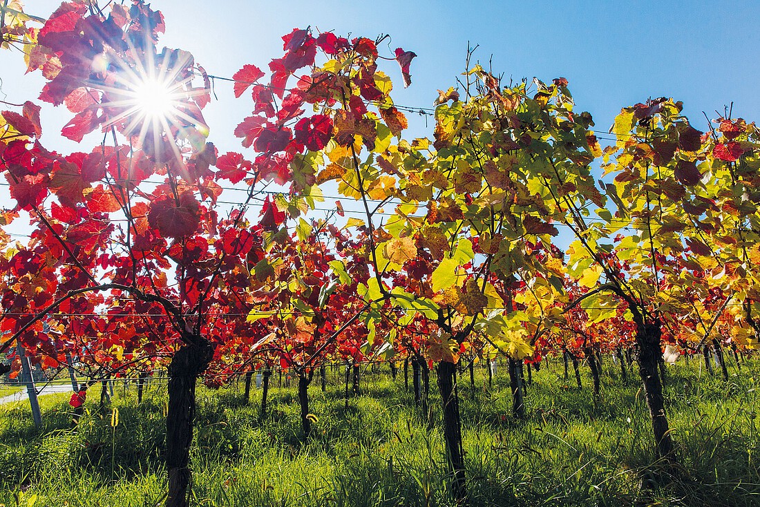 Weinreben im Herbst mit verfärbtem Laub