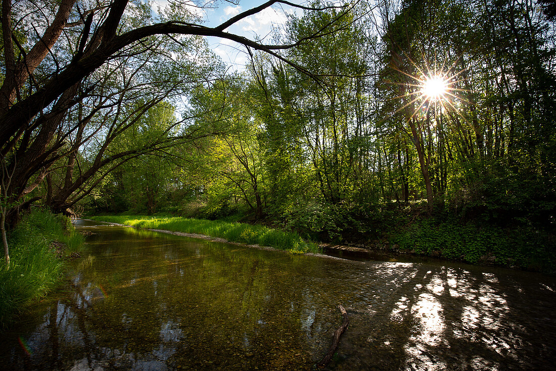 Seichter Fluss mit vielen Bäumen und Wiesen am Ufer.