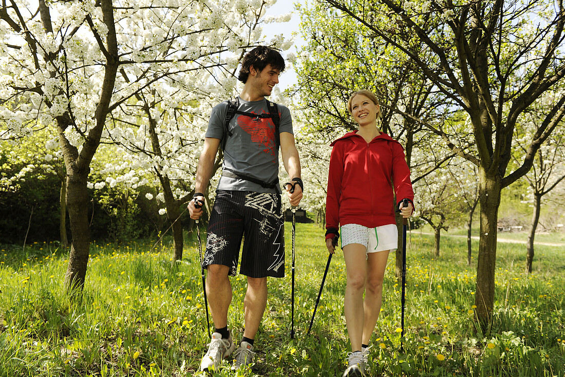 Ein Mann und eine Frau gehen mit Nordic-Walking-Stöcken über eine Wiese mit blühenden Kirschbäumen.