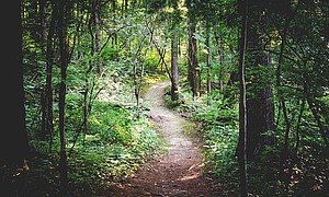 Schmaler, erdiger Weg durch einen Laubwald