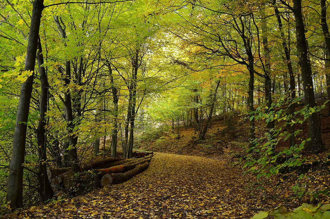 Wanderweg durch einen Laubwald im beginnenden Herbst
