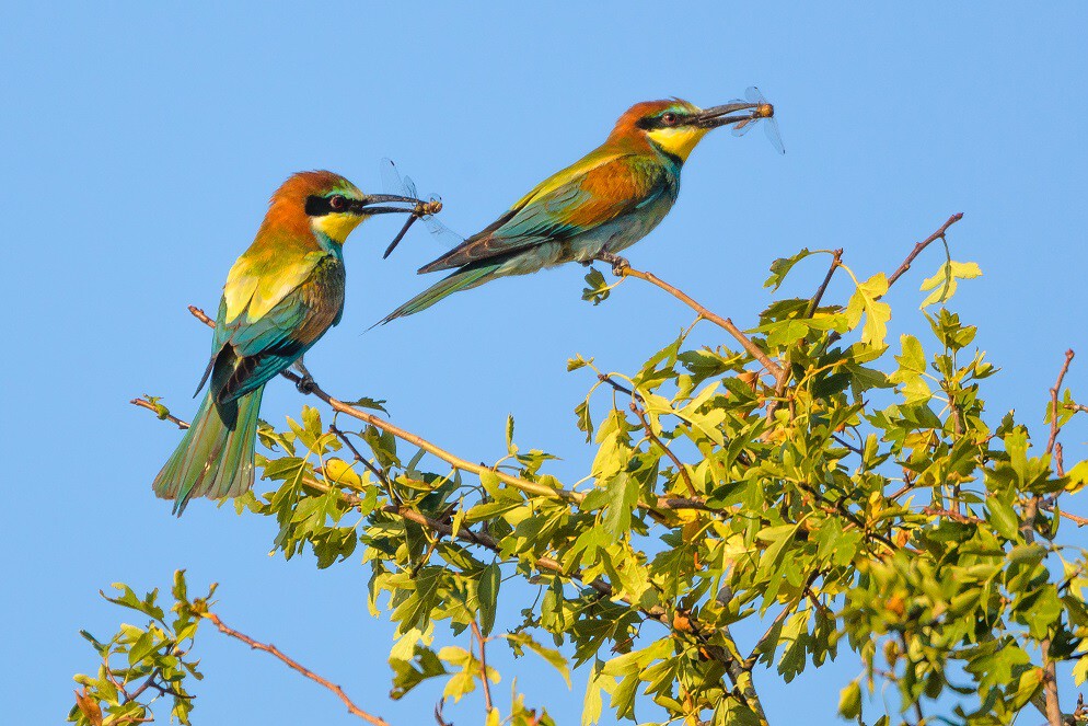 Zwei Vögel, Bienenfresser, sitzen auf einem Baumast