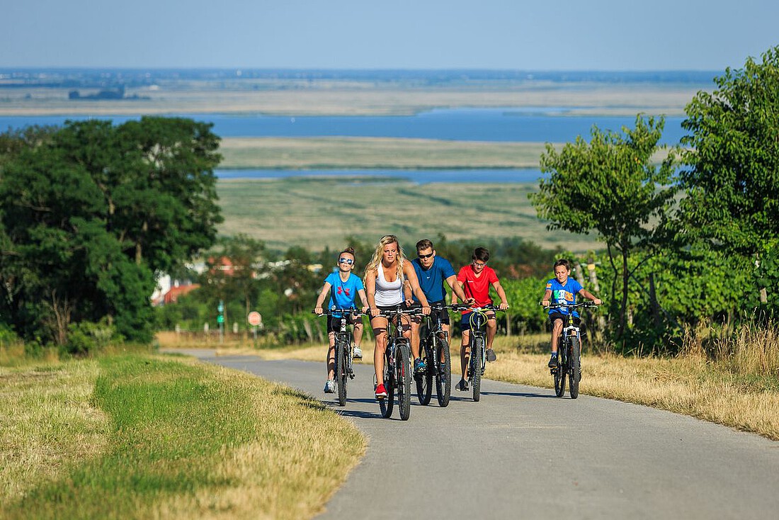 Fünf Personen auf Fahrrädern radeln durch Weingärten mit Neusiedler See im Hintergrund