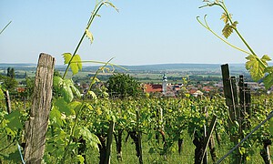 Weingarten im Sommer mit Blick auf ein kleines Dorf mit Kirche