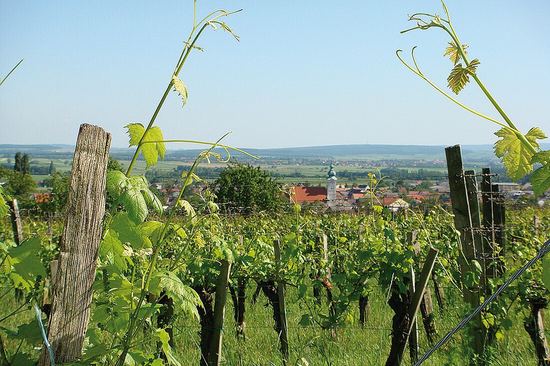 Weingarten im Sommer mit Blick auf ein kleines Dorf mit Kirche