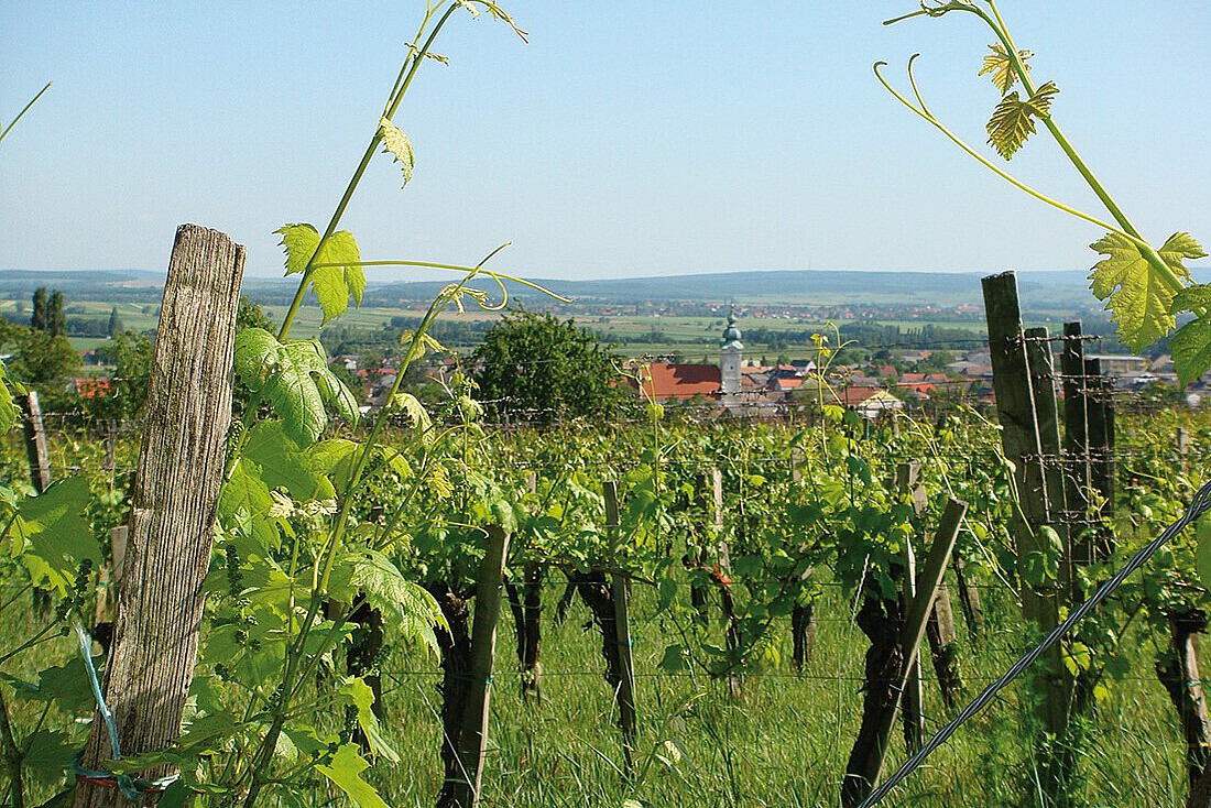 Weingarten im Sommer mit Blick auf ein kleines Dorf mit Kirche