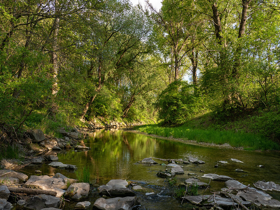 Seichter Fluss mit grünen Bäumen und Sträuchern am Ufer.