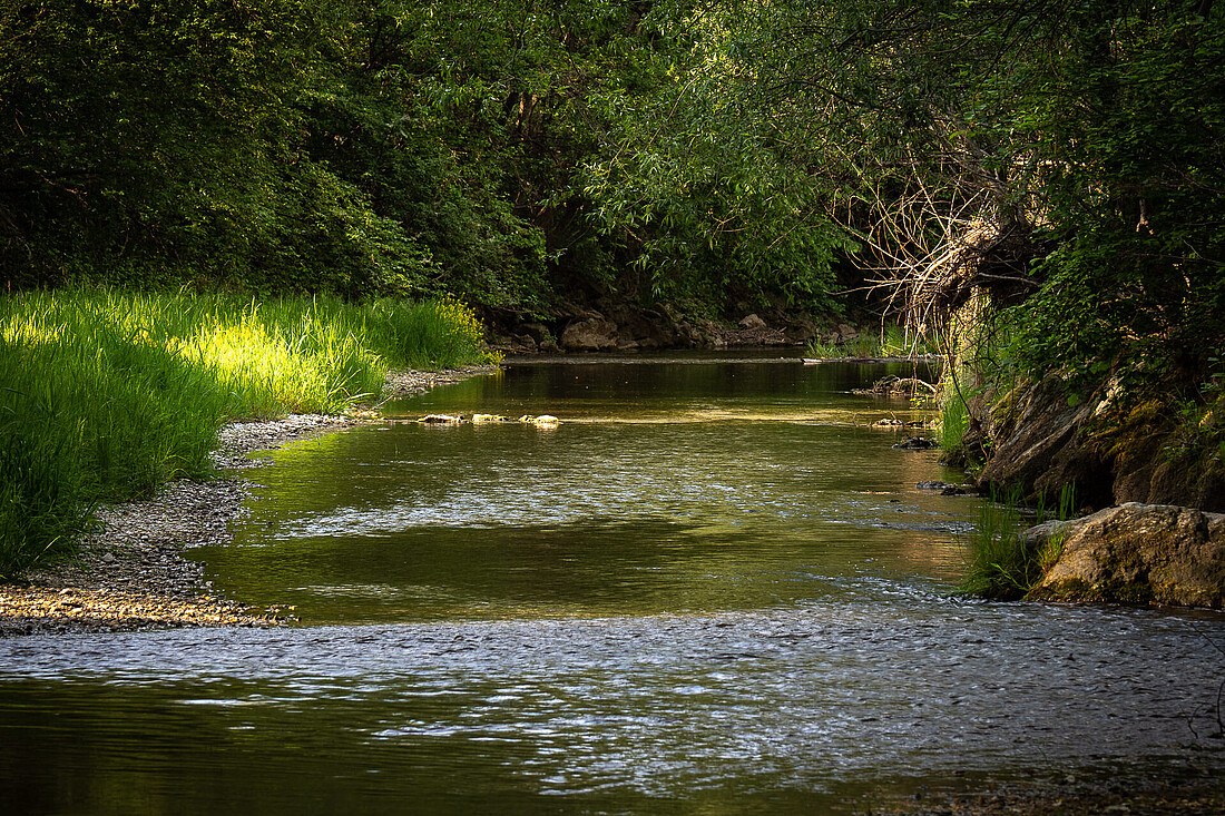 Flacher, seichter Fluss mit grünem, bewachsenem Ufer.
