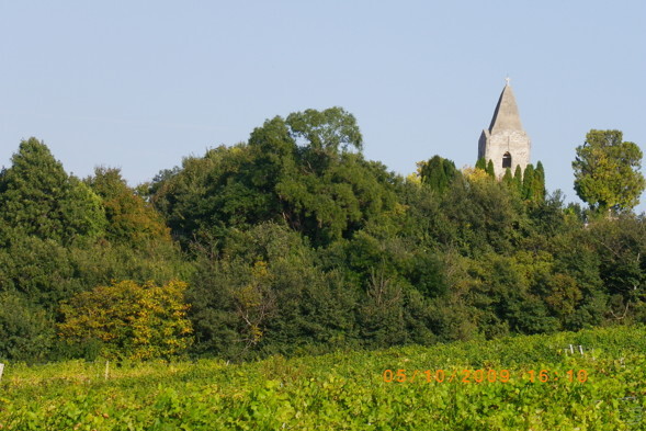 Steinerne Turmspitze hinter blaubter Waldhecke