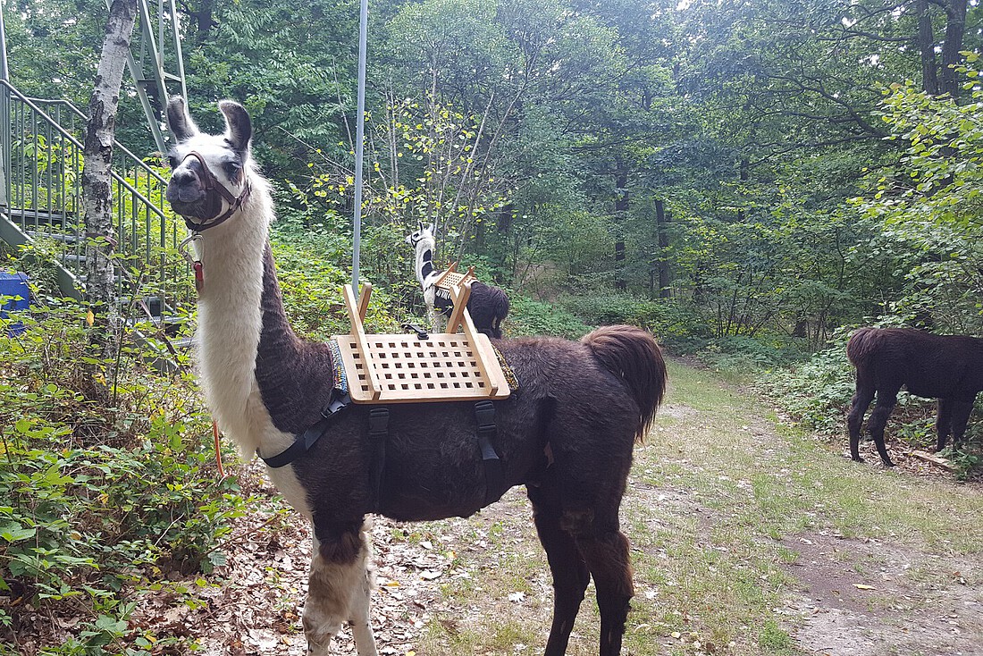 Drei Lamas im Wald bei einem Aussichtsturm