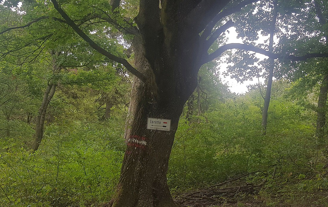 Großer, alter Baum mit Wanderwegweiser nach Loretto