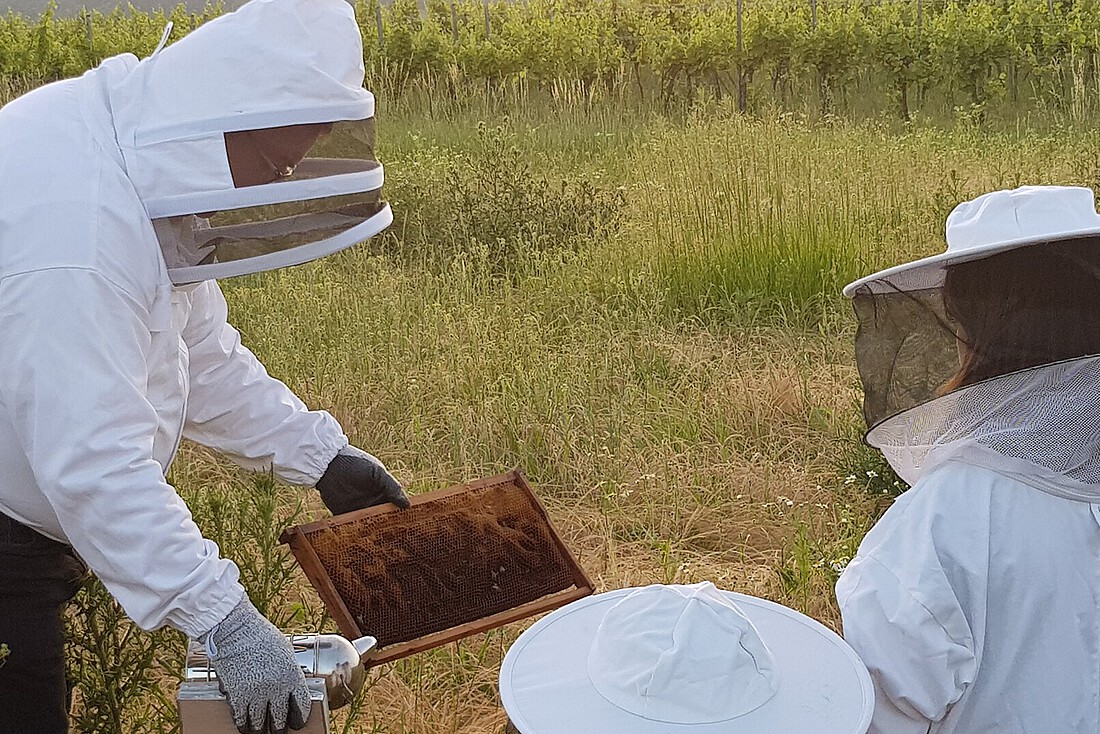 Mann in Imkerkleidung zeigt zwei Kindern in Imkerkleidung eine Bienenwabe