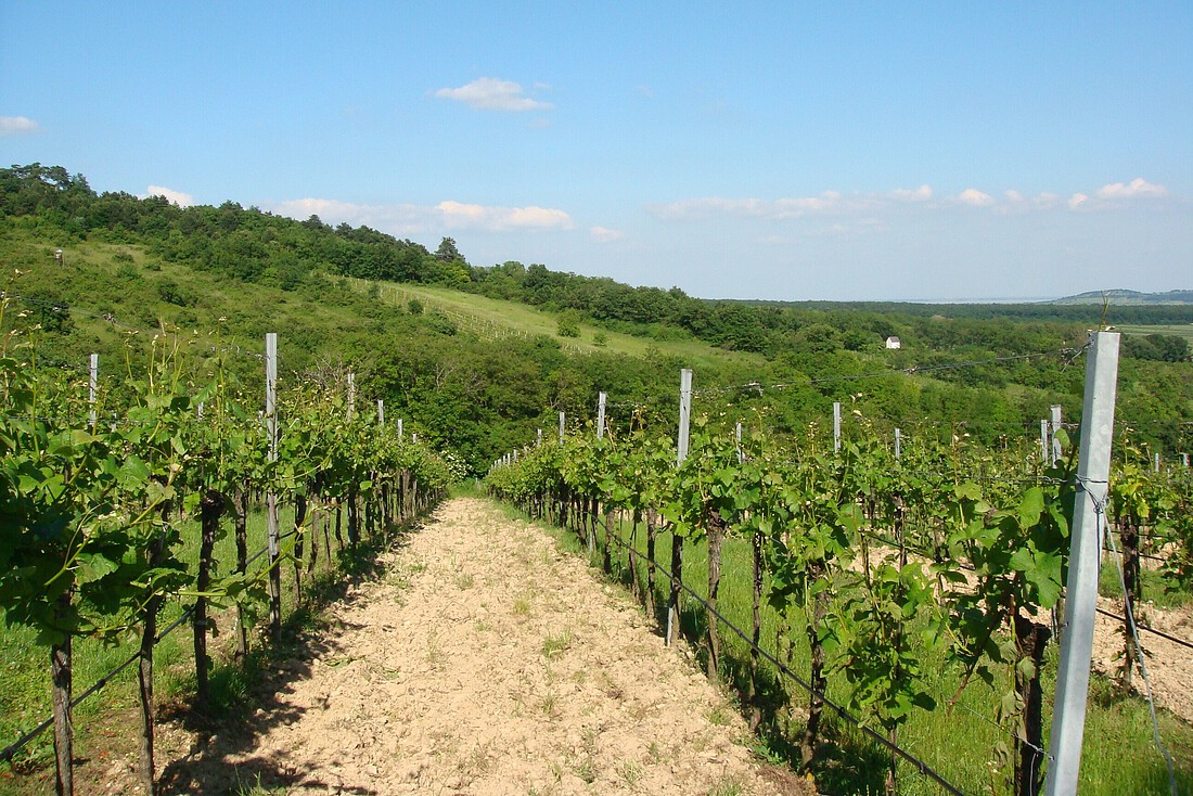 Weingarten auf einem Hügel im Sommer.