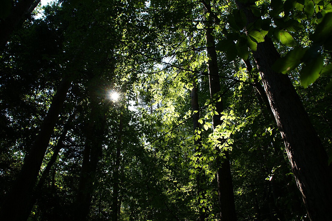 Blick in die Krone eines Laubbaumes, durch die Sonnenstrahlen brechen