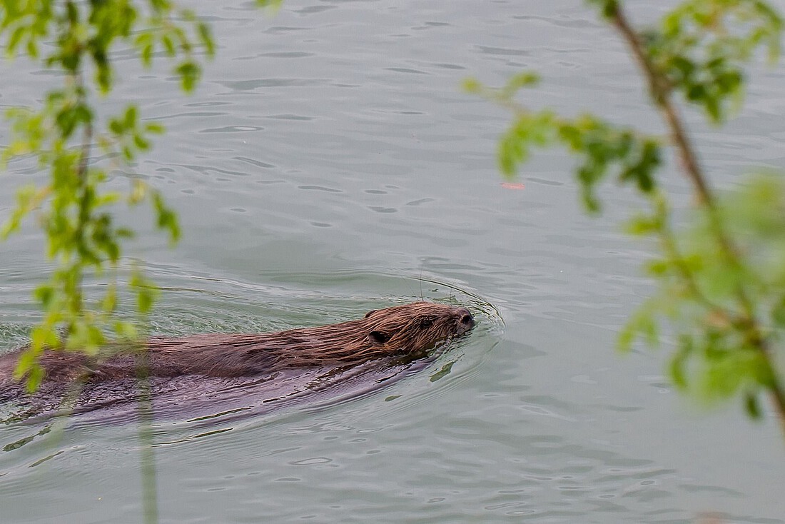 Ein Biber schwimmt in einem Fluss.